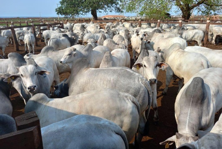 Animais terminados em confinamento foram avaliados na 6ª etapa do Circuito Nelore de Qualidade 2022