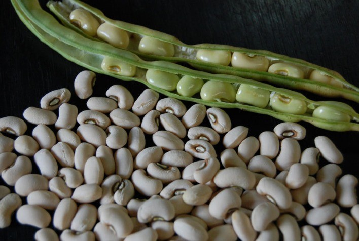 Ibrafe: Brasil importa 100% do consumo de Feijão-branco