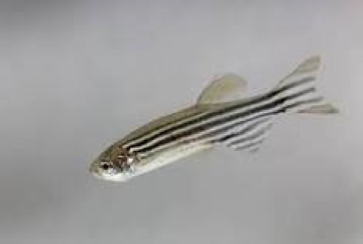 Pesticida encapsulado reduz toxicidade em larvas de peixe-zebra