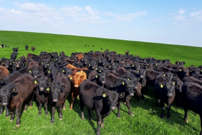 Melhoramento genético é o segredo para uma carne de qualidade