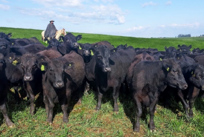 Melhoramento genético apropriado a cada sistema de produção