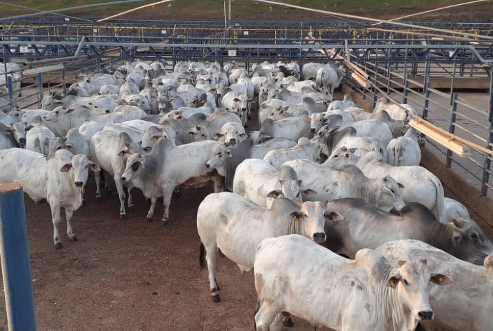 Circuito Nelore de Qualidade promove 10ª etapa em Barra do Garças (MT)