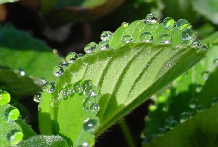 As plantas exsudam nutrientes para insetos úteis