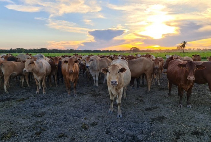 Fazenda do Tocantins avança no melhoramento genético de bovinos da raça Montana