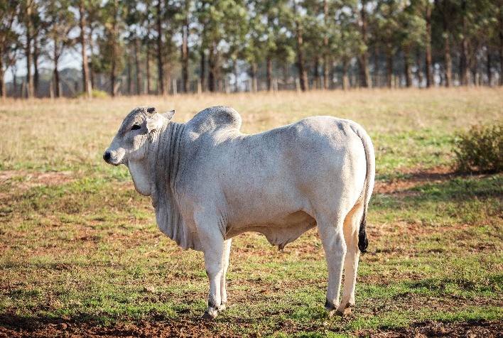 Zoetis lança antibiótico de alta eficácia contra pneumonia bovina e rápida ação contra febre
