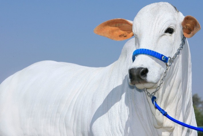 Leilão Elite Ourofino Genética Animal oferta matrizes e prenhezes Nelore durante a 51ª Expoinel