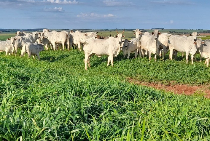 Nutrição do rebanho de cria: a base sólida para a produção
