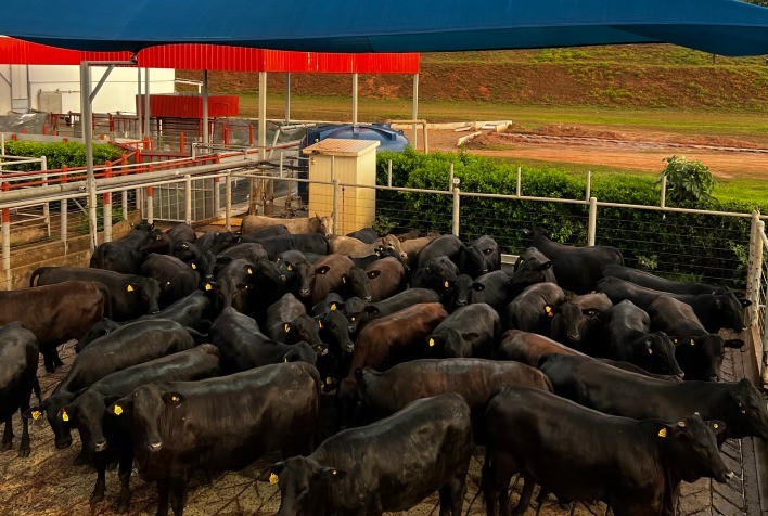 Fazenda Santa Inez conquista Concurso de Carcaça Angus de Mineiros (GO)