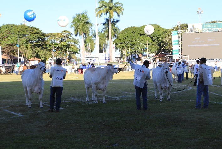 18ª ExpoBrahman começa nesta segunda e terá jurado internacional