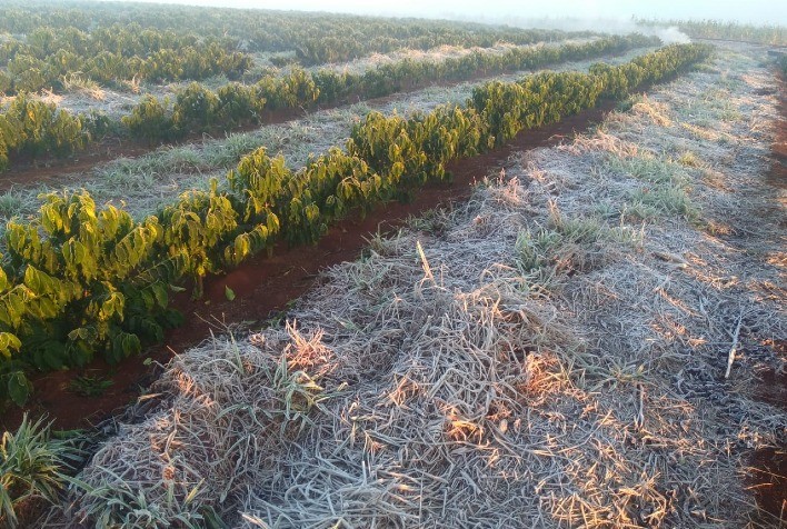 Geada castiga cafeicultores e produção de café no Brasil deve ser a menor desde 2014