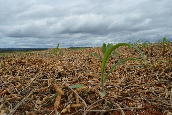 Tecnologia da Embrapa aumenta produtividade do milho em até 46 sacas/ha