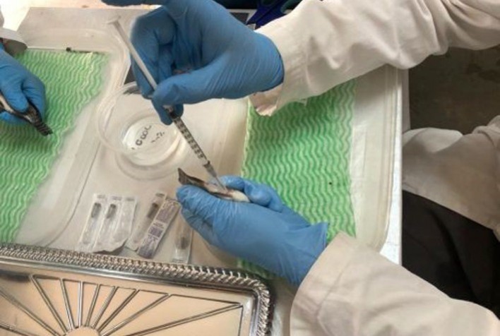 7 curiosidades sobre o mundo de saúde animal que você nunca imaginou