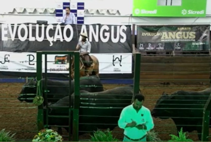 5º Remate Evolução Angus registra média de R$ 24,3 mil para touros Angus PO