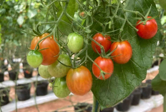 Cultivo de tomate protegido sem solo obtém produtividade superior no Ceará