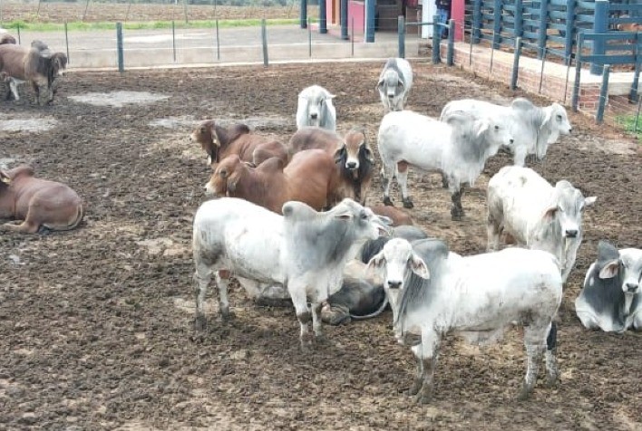 Centro Tecnológico da Bela Vista realiza avaliação da raça Brahman