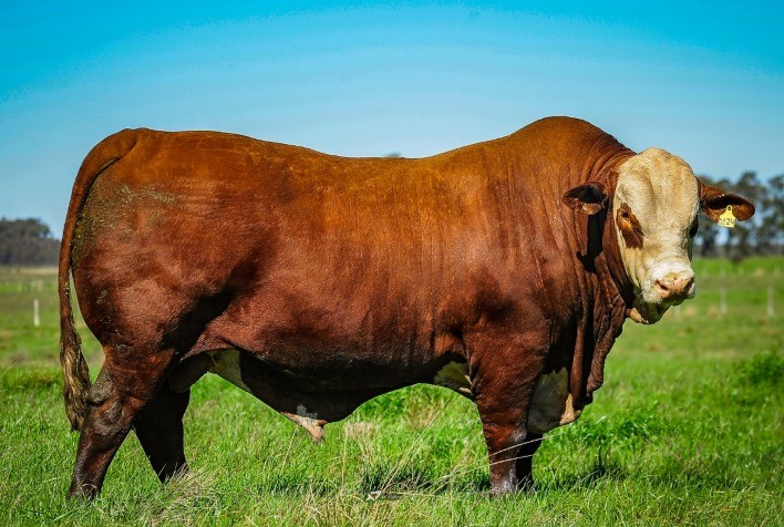 Médias se destacam no tradicional remate da Estância Bela Vista