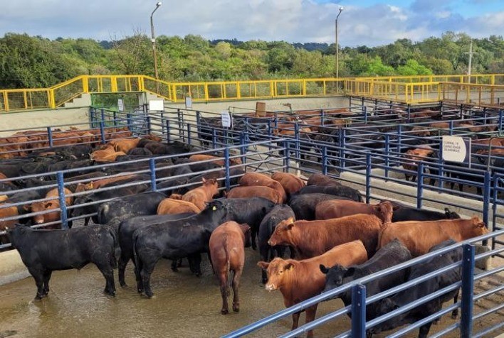 Concurso de Carcaça de Bagé (RS) consagra produção da Estância das Acácias