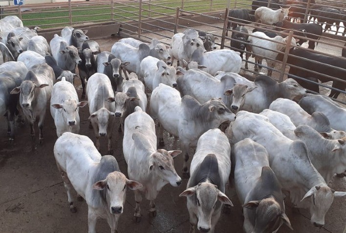 Estabilidade em São Paulo