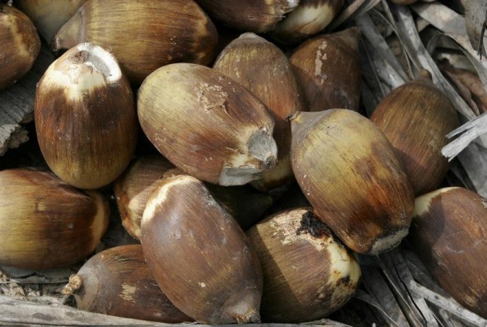 Embrapa Cocais discute parceria com Jayme Monjardim para cadeia do babaçu no Maranhão