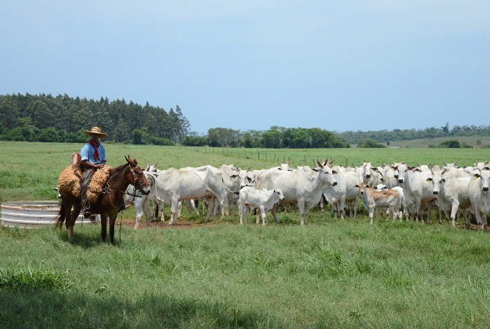 Boi gordo: cotação retrocede para o valor 1,4% abaixo do recebido na abertura de outubro