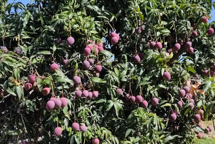 Manga para exportação gera mais lucro ao produtor, mas exige investimento e atenção