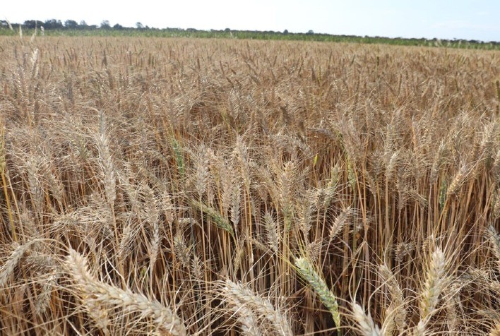 Pesquisa usa fragmento de DNA de planta selvagem para combater brusone do trigo