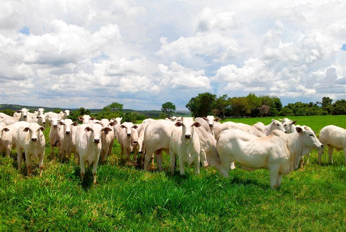 Terminação intensiva a pasto: arroba mais barata e economicamente sustentável