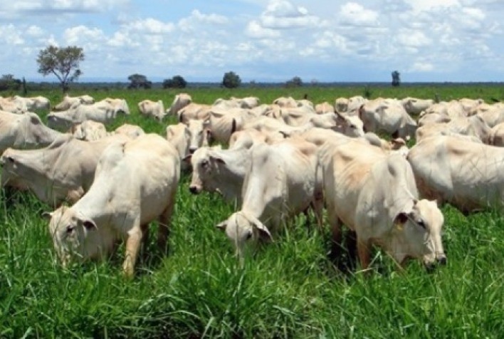Preço do boi vivo apresenta, no momento, queda de 1,4% em relação à abertura do mês