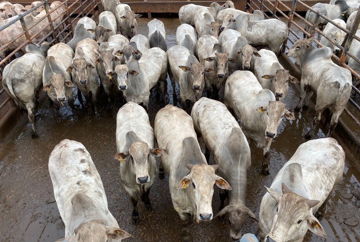Mais de 1.300 animais terminados em confinamento foram avaliados na 7ª etapa do Circuito Nelore de Qualidade, em Ituiutaba (MG)