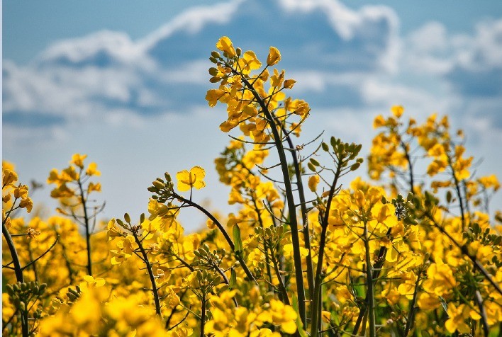 Novo catalisador CircleStar™ da BASF diminui a pegada de CO2 na cadeia de valor do bioetileno