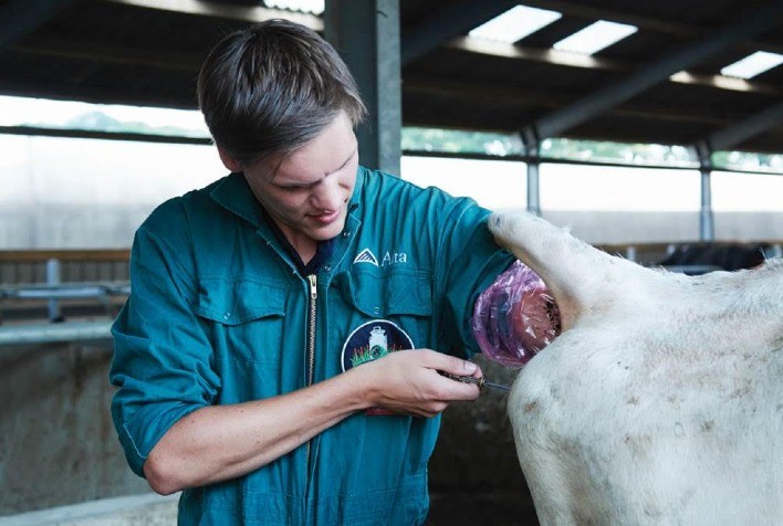 Uso da Inseminação Artificial em Tempo Fixo na pecuária traz eficiência e qualidade