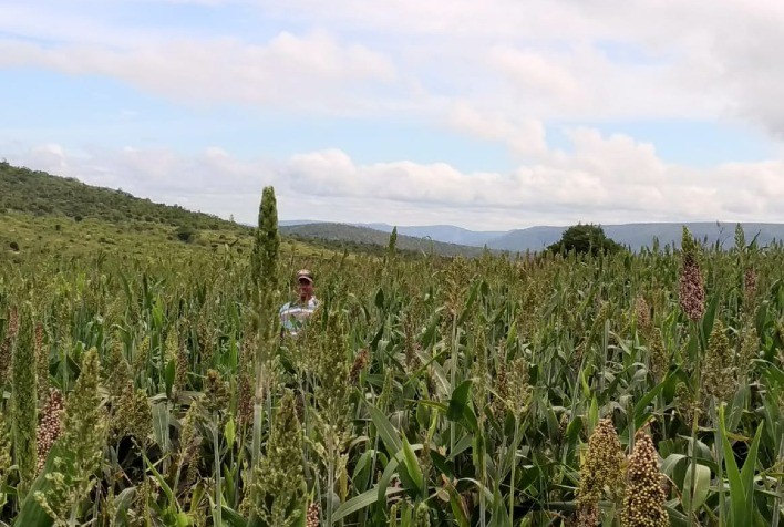 Novas tecnologias garantem boa produção no semiárido mineiro