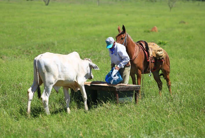 Cuidados com a estrutura do cocho garantem maior ganho de peso ao rebanho