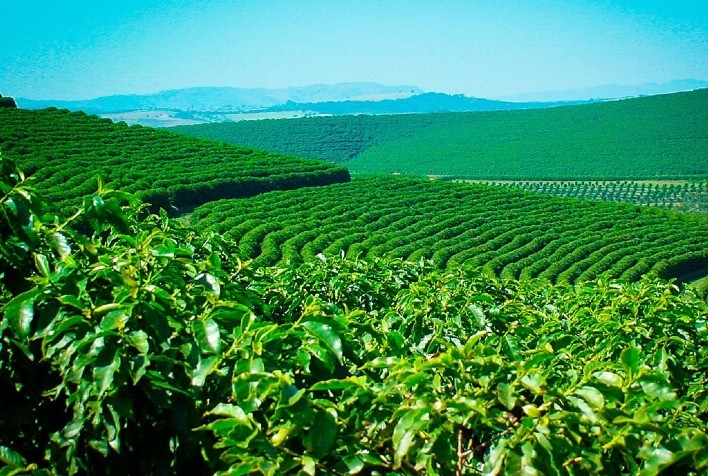 Estudo aponta que uso de protetor solar para folhas e frutos aumenta em até 27% a produtividade da plantação de café