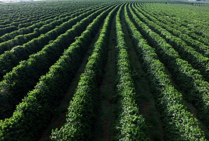 Cerrado Mineiro sedia, em Monte Carmelo, evento inédito focado em café carbono neutro