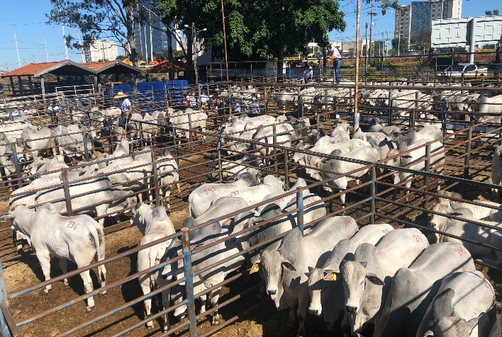 Agro-Pecuária CFM fatura R$ 4 milhões no segundo leilão do ano