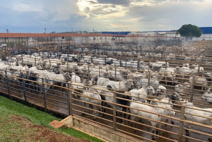 Mais de 690 animais foram avaliados na 8ª etapa do Circuito Nelore de Qualidade, em Iturama (MG)