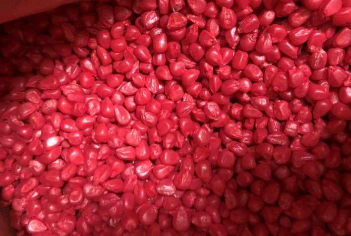 Tratamento de sementes pode gerar até 90% de eficiência no controle de cigarrinhas no início do ciclo do milho