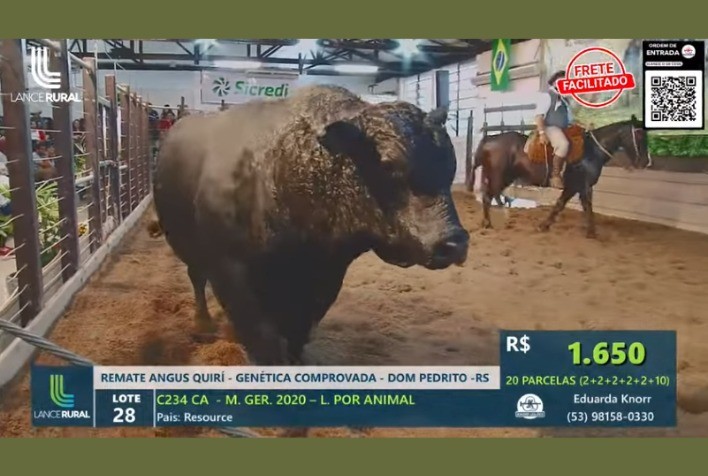 Quirí faz média de R$ 25,6 mil para touros Angus