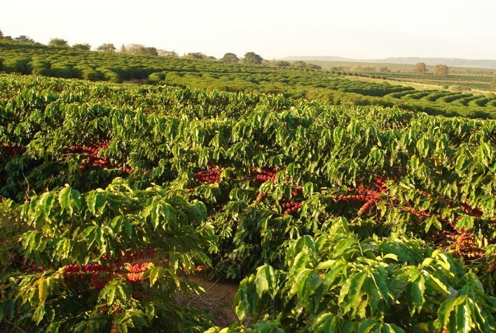 Ferramenta biotecnológica agiliza lançamento de novas cultivares de café