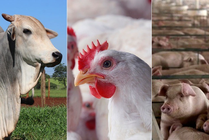Desempenho do frango, boi e suíno vivos em outubro e nos 10 primeiros meses de 2022