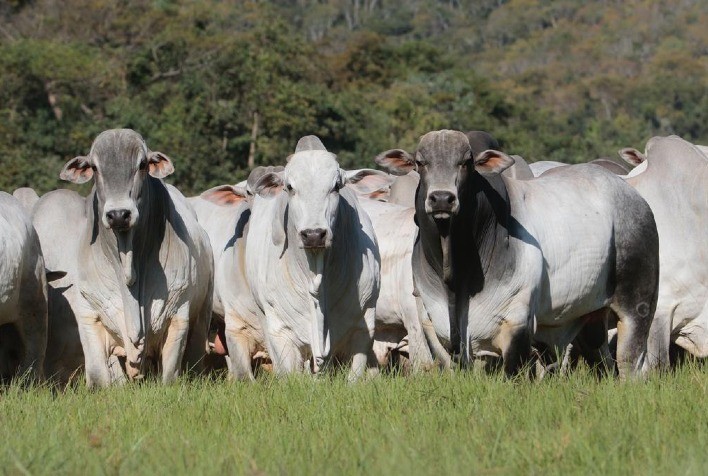 Instituto aponta aumento no custo operacional da pecuária de corte em Mato Grosso