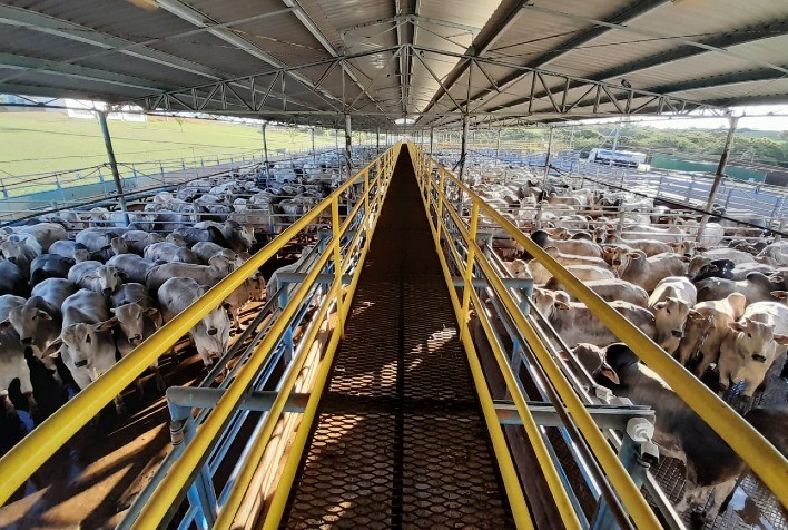 Lins (SP) é a primeira cidade paulista a receber o Circuito Nelore de Qualidade em 2022