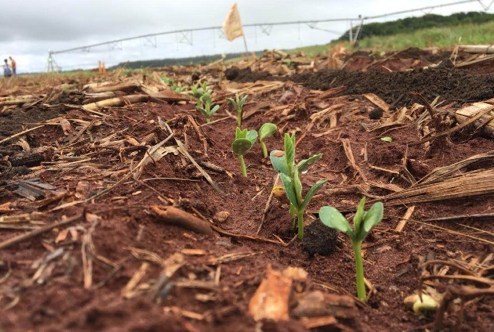 Fertilizante orgânico a base de lodo de esgoto aumenta produtividade de culturas no cerrado