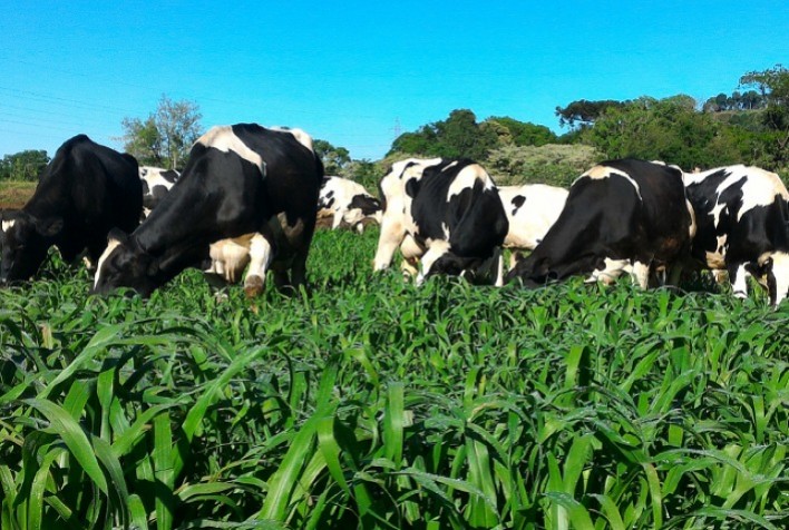 Híbrido de Milheto Valente ADRF 6010 ajuda pecuarista a reduzir custos e aumentar produtividade