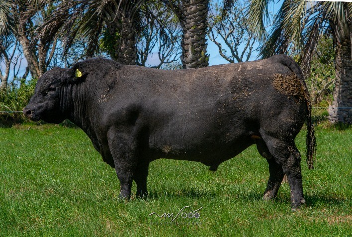 Reserva Angus tem pista limpa e média de R$ 23,7 mil para touros