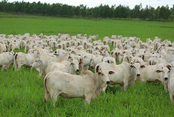 Estação de monta exige cuidados específicos com a parte nutricional do rebanho