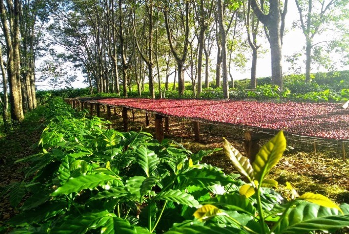 Na secagem o café renasce como uma Fênix revelando sabores e aromas admiráveis