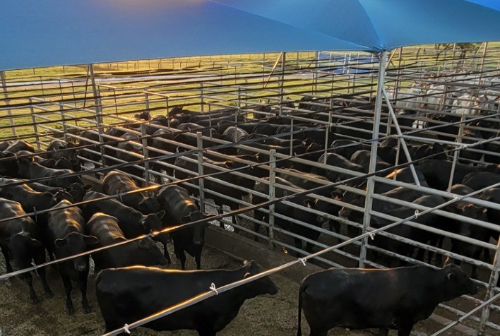 Maragogipe e Colpar dão show de qualidade em Concurso de Carcaça Angus em Bataguassu (MS)