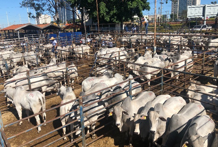 Agro-Pecuária CFM oferta 250 touros Nelore em seu último leilão do ano